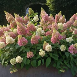 Plant in a Box Pluimhortensia - Set van 2 - Hydrangea 'Candlelight' - Hoogte 25-40cm - ⌀19cm