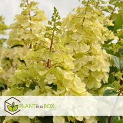 Plant in a Box Pluimhortensia - Set van 2 - Hydrangea 'Candlelight' - Hoogte 25-40cm - ⌀19cm