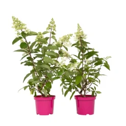 Plant in a Box Pluimhortensia - Set van 2 - Hydrangea 'Pinky Winky' - Hoogte 25-40cm - ⌀19cm