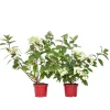 Plant in a Box Pluimhortensia - Set van 2 - Hydrangea 'Wim's Red' - Hoogte 25-40cm - ⌀19cm Hot