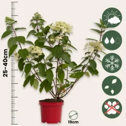 Plant in a Box Pluimhortensia - Set van 2 - Hydrangea 'Wim's Red' - Hoogte 25-40cm - ⌀19cm Hot