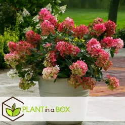 Plant in a Box Pluimhortensia - Set van 2 - Hydrangea 'Wim's Red' - Hoogte 25-40cm - ⌀19cm Hot