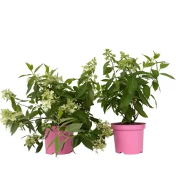 Plant in a Box Pluimhortensia - Set van 2 - Hydrangea 'Confetti' - Hoogte 25-40cm - ⌀19cm Discount
