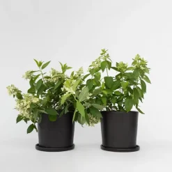 Plant in a Box Pluimhortensia - Set van 2 - Hydrangea 'Confetti' - Hoogte 25-40cm - ⌀19cm Discount