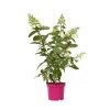 Plant in a Box Pluimhortensia - Set van 4 - Hydrangea 'Pinky Winky' - Hoogte 25-40cm - ⌀19cm Clearance