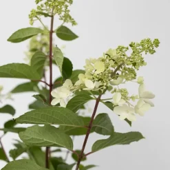 Plant in a Box Pluimhortensia - Set van 4 - Hydrangea 'Pinky Winky' - Hoogte 25-40cm - ⌀19cm Clearance