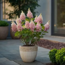Plant in a Box Pluimhortensia - Set van 4 - Hydrangea 'Pinky Winky' - Hoogte 25-40cm - ⌀19cm Clearance