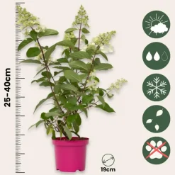 Plant in a Box Pluimhortensia - Set van 4 - Hydrangea 'Pinky Winky' - Hoogte 25-40cm - ⌀19cm Clearance