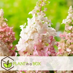 Plant in a Box Pluimhortensia - Set van 4 - Hydrangea 'Pinky Winky' - Hoogte 25-40cm - ⌀19cm Clearance