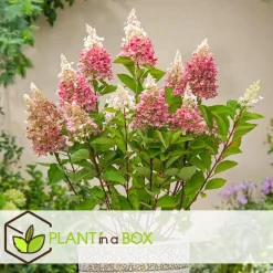 Plant in a Box Pluimhortensia - Set van 4 - Hydrangea 'Pinky Winky' - Hoogte 25-40cm - ⌀19cm Clearance