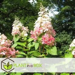 Plant in a Box Pluimhortensia - Set van 4 - Hydrangea 'Pinky Winky' - Hoogte 25-40cm - ⌀19cm Clearance