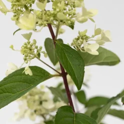 Plant in a Box Pluimhortensia - Set van 4 - Hydrangea 'Pinky Winky' - Hoogte 25-40cm - ⌀19cm Clearance