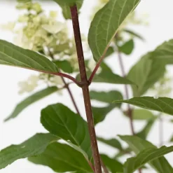 Plant in a Box Pluimhortensia - Set van 4 - Hydrangea 'Pinky Winky' - Hoogte 25-40cm - ⌀19cm Clearance