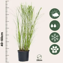 Plant in a Box Prachtriet - Miscanthus sinensis 'Gracillimus' - Hoogte 40-60cm - ⌀23cm Hot