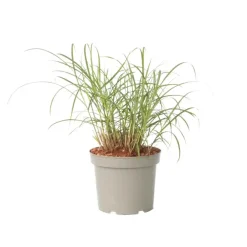 Plant in a Box Prachtriet - Miscanthus sinensis 'Red Chief' - Hoogte 40-60cm - ⌀23cm Discount