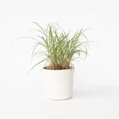 Plant in a Box Prachtriet - Miscanthus sinensis 'Red Chief' - Hoogte 40-60cm - ⌀23cm Discount