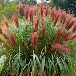 Plant in a Box Prachtriet - Miscanthus sinensis 'Red Chief' - Hoogte 40-60cm - ⌀23cm Discount
