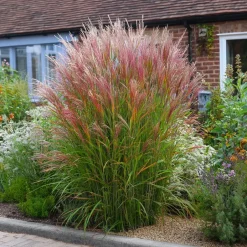 Plant in a Box Prachtriet - Miscanthus sinensis 'Red Chief' - Hoogte 40-60cm - ⌀23cm Discount