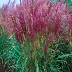 Plant in a Box Prachtriet - Miscanthus sinensis 'Red Chief' - Hoogte 40-60cm - ⌀23cm Discount