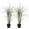 Plant in a Box Prachtriet - Set van 2 - Miscanthus Kleine Silberspinne - Hoogte 20-30cm - ⌀23cm