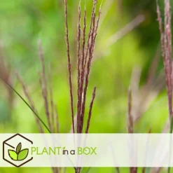 Plant in a Box Prachtriet - Set van 2 - Miscanthus Kleine Silberspinne - Hoogte 20-30cm - ⌀23cm