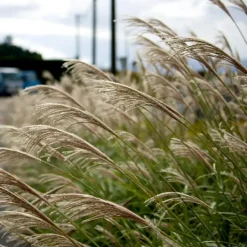 Plant in a Box Prachtriet - Set van 2 - Miscanthus Kleine Silberspinne - Hoogte 20-30cm - ⌀23cm