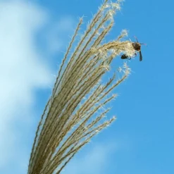 Plant in a Box Prachtriet - Set van 2 - Miscanthus Kleine Silberspinne - Hoogte 20-30cm - ⌀23cm