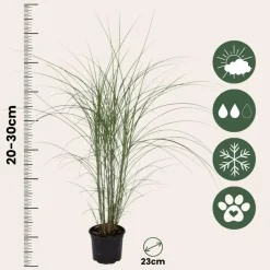 Plant in a Box Prachtriet - Set van 2 - Miscanthus Kleine Silberspinne - Hoogte 20-30cm - ⌀23cm