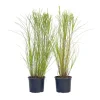 Plant in a Box Prachtriet - Set van 2 - Miscanthus 'Gracillimus' - Hoogte 40-60cm - ⌀23cm Discount