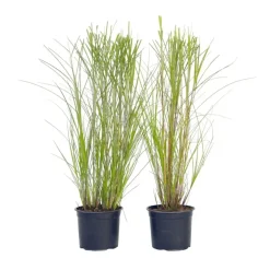 Plant in a Box Prachtriet - Set van 2 - Miscanthus 'Gracillimus' - Hoogte 40-60cm - ⌀23cm Discount