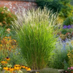 Plant in a Box Prachtriet - Set van 2 - Miscanthus 'Gracillimus' - Hoogte 40-60cm - ⌀23cm Discount
