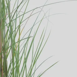 Plant in a Box Prachtriet - Set van 2 - Miscanthus 'Gracillimus' - Hoogte 40-60cm - ⌀23cm Discount