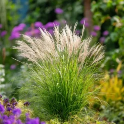 Plant in a Box Prachtriet - Set van 2 - Miscanthus 'Gracillimus' - Hoogte 40-60cm - ⌀23cm Discount