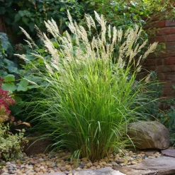 Plant in a Box Prachtriet - Set van 2 - Miscanthus 'Gracillimus' - Hoogte 40-60cm - ⌀23cm Discount