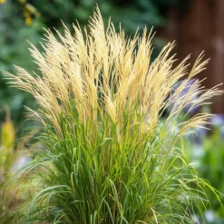 Plant in a Box Prachtriet - Set van 2 - Miscanthus 'Gracillimus' - Hoogte 40-60cm - ⌀23cm Discount