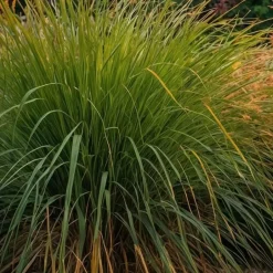 Plant in a Box Prachtriet - Set van 2 - Miscanthus 'Gracillimus' - Hoogte 40-60cm - ⌀23cm Discount