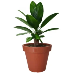 Pro Garden Plantenpot - kunststof - terracotta - D60 x H55 cm Hot