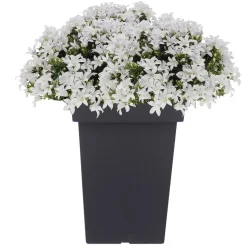 Prosperplast Bloempot - kunststof - antraciet - 29 x 44 cm Online