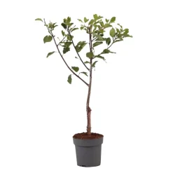 Plant in a Box Pruimenboom - Prunus domestica 'Opal' - Hoogte 90-100cm - ⌀21cm New