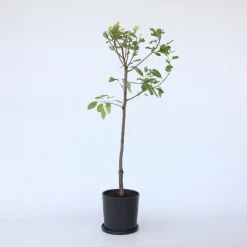 Plant in a Box Pruimenboom - Prunus domestica 'Opal' - Hoogte 90-100cm - ⌀21cm New