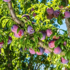 Plant in a Box Pruimenboom - Prunus domestica 'Opal' - Hoogte 90-100cm - ⌀21cm New