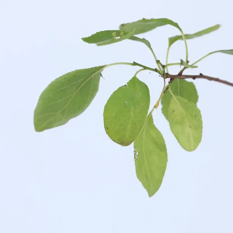 Plant in a Box Pruimenboom - Prunus domestica 'Opal' - Hoogte 90-100cm - ⌀21cm New