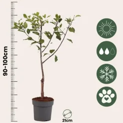 Plant in a Box Pruimenboom - Prunus domestica 'Opal' - Hoogte 90-100cm - ⌀21cm New