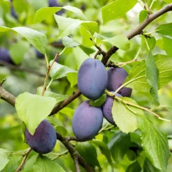 Plant in a Box Pruimenboom - Prunus domestica 'Opal' - Hoogte 90-100cm - ⌀21cm New