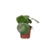 Plant in a Box Regendruppelplant - Peperomia polybotrya - Hoogte 20-30cm - ⌀12cm Clearance