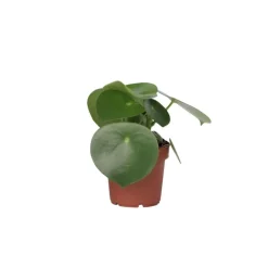 Plant in a Box Regendruppelplant - Peperomia polybotrya - Hoogte 20-30cm - ⌀12cm Clearance