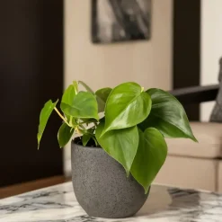 Plant in a Box Regendruppelplant - Peperomia polybotrya - Hoogte 20-30cm - ⌀12cm Clearance