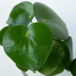 Plant in a Box Regendruppelplant - Peperomia polybotrya - Hoogte 20-30cm - ⌀12cm Clearance
