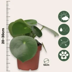 Plant in a Box Regendruppelplant - Peperomia polybotrya - Hoogte 20-30cm - ⌀12cm Clearance