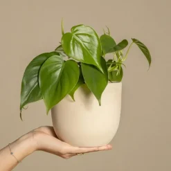 Plant in a Box Regendruppelplant - Peperomia polybotrya - Hoogte 20-30cm - ⌀12cm Clearance